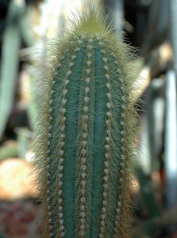 Pilosocereus_tillianus